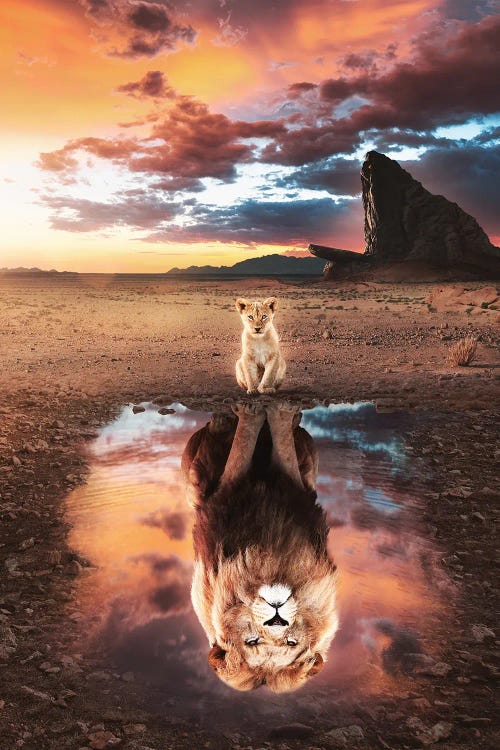 Digital wall art of a lion cub looking in a puddle to see a grown lion’s reflection at sunset by new iCanvas creator Ruvim Noga