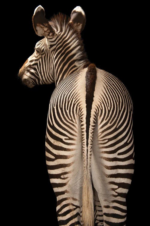 Photography of the back of a zebra against black background by photographer Joel Sartore
