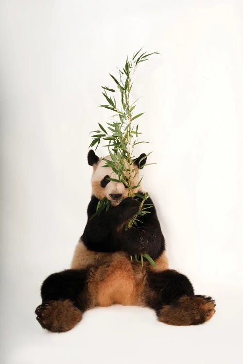 Photography of a giant panda eating bamboo by iCanvas new artist Joel Sartore