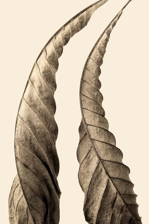 Close-up photograph in sepia tone of two swirling leaf spires by new iCanvas artist Jeff Friesen