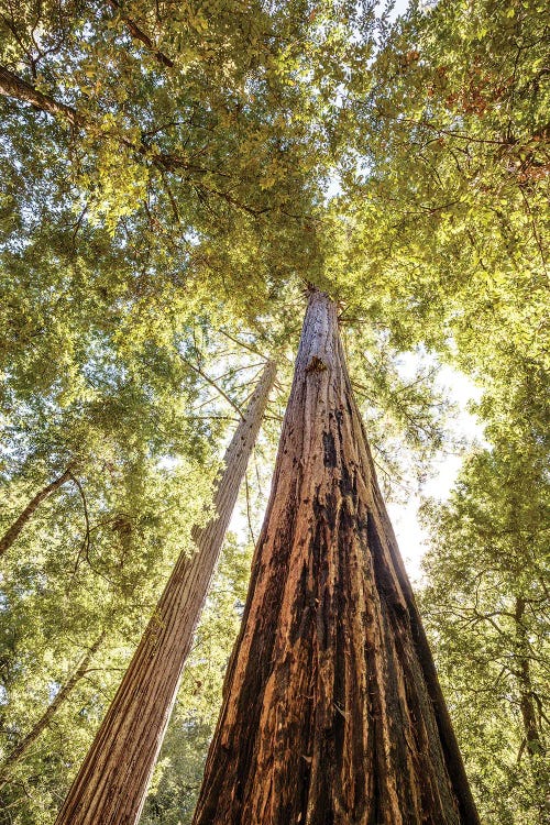 Nature photography of an upward view of a redwood and its green leaves by new iCanvas creator Joseph S. Giacalone