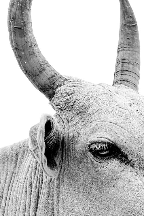 Black and white close-up photograph of a bull with horns by new iCanvas creator Mark MacLaren Johnson