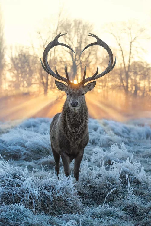 Golden hour photography of a buck in front of sunrise on snowy morning by iCanvas artist Max Ellis