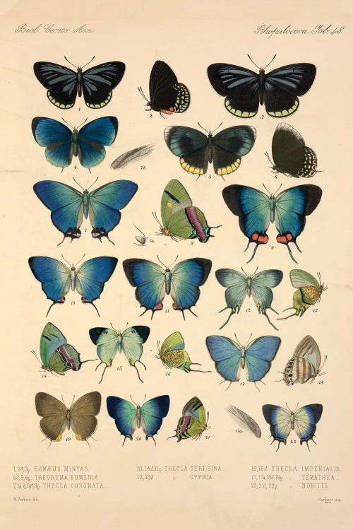 Wall art featuring different types of blue butterflies by new iCanvas creator the Natural History Museum UK