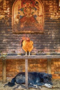 Raw photography of red chicken perched above a black dog in front of a brick wall in Nepal by iCanvas artist Mark Paulda