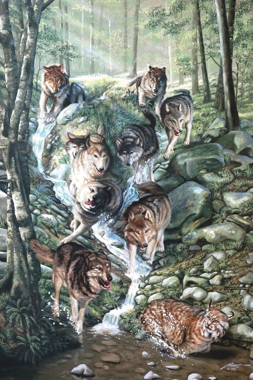 Fine art featuring a pack of wolves chasing a bobcat through a forest stream by D Rusty Rust
