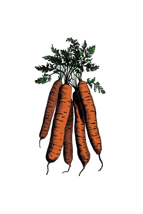 Wall art of a bunch of carrots against white background by new icanvas artist Alchera Design Posters