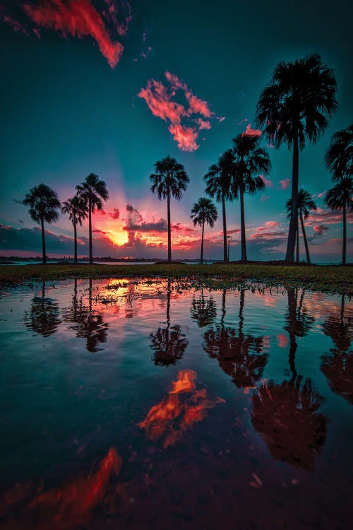 Nature photography of palm trees reflecting in ocean against sunset by new icanvas artist Ben Mulder