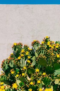 Nature photography of green cactus with yellow flowers against cement wall by iCanvas artist Bethany Young