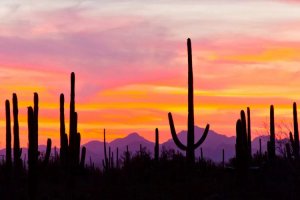 Nature photography of cactus and mountain silhouettes against a pink sky by iCanvas artists Cathy and Gordon Illg