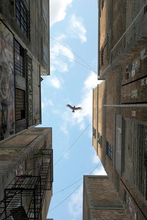 Surreal art of hawk flying between buildings by new icanvas creator Cynthia Decker