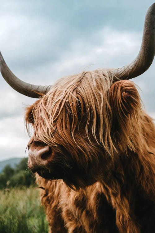 Photography of a brown scottish wooly highland cow by new iCanvas creator Michael Schauer