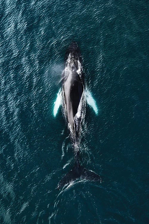 Nature photography of aerial view of humpback whale in the ocean by new iCanvas artist Michael Schauer