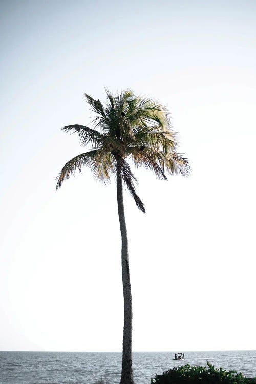 Photograph of a tall palm tree in front of ocean and clear sky by new icanvas creator Teal Production