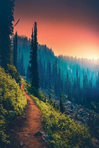 Nature photography of mountain trail looking over blue pine trees with orange sun behind by iCanvas artist Zach Doehler