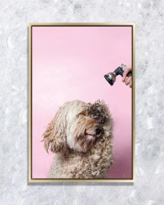 dog photography of brown doodle dog covering face beneath sprayer by icanvas artist Sophie Gamand