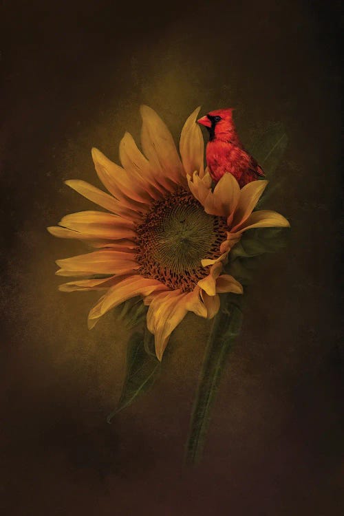 Wildlife art of red cardinal on yellow sunflower by new icanvas artist Kelley Parker