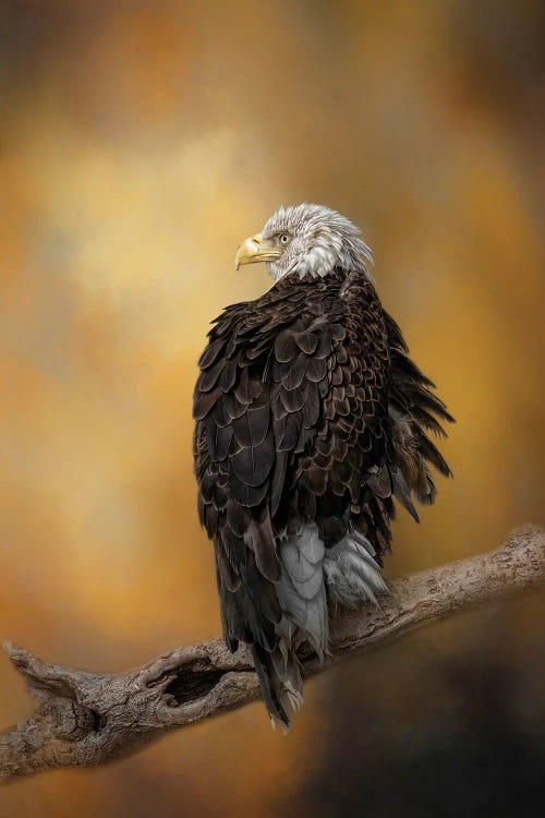 Wildlife art of a bald eagle on branch in front of gold sky by new icanvas creator Kelley Parker