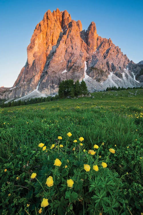 Nature photography of Dolomite mountains in front of green and yellow flowered field by new creator Mauro battistelli