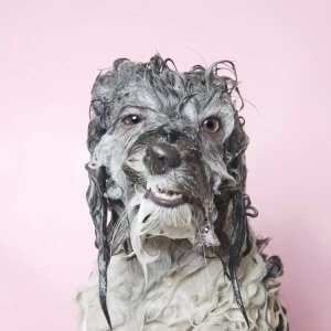 wet dog photography of gray dog by icanvas artist Sophie Gamand