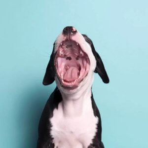 Dog art of a black and white rescue puppy yawning by icanvas prints with a purpose artist Sophie Gamand