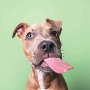 Dog art of a brown rescue puppy with tongue out by prints with a purpose artist Sophie Gamand