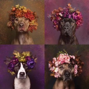 Pit bull flower crown photography of four pit bulls wearing pink flower crowns by icanvas artist Sophie Gamand