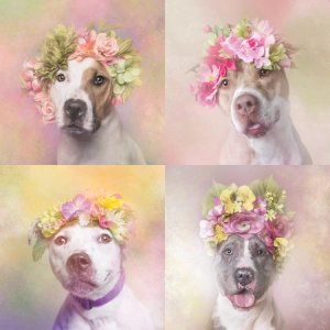Pit Bull flower power photography of four pit bulls in light pink flower crowns by icanvas artist Sophie Gamand