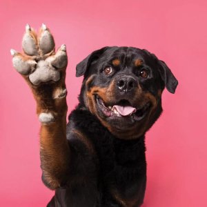 Dog photography of a Rottweiler with its paw up by icanvas artist and dog photographer Sophie Gamand