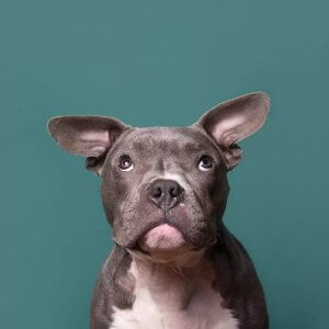 Dog photography of gray pit bull by Prints with a Purpose artist Sophie Gamand