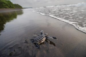 Wildlife photography of a baby turtle crawling toward ocean by Prints with a Purpose iCanvas artist Joel Sartore