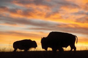 Wildlife photography of two bison silhouettes in front of pink and orange sunset by iCanvas artist Joel Sartore