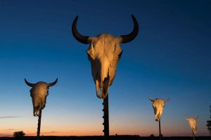 Environmental art of four bison skulls on posts at dusk by Prints with a Purpose iCanvas artist Joel Sartore