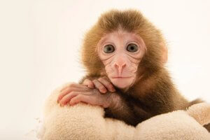 Environmental art of a brown baby Japanese macaque monkey by Prints with a purpose iCanvas artist Joel Sartore
