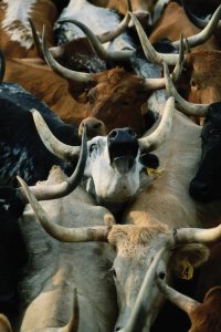 Environmental art of white, black and brown longhorn cattle close together by iCanvas artist Joel Sartore