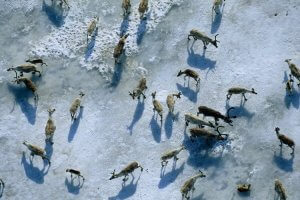 Environmental art of aerial view of caribou herd in snowy arctic by Prints With a Purpose artist Joel Sartore