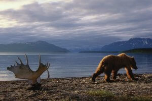 Wildlife photography of a grizzly bear walking by moose antlers in front of lake and mountains by iCanvas artist Joel Sartore