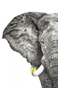Grayscale illustration of elephant with yellow bird on its tusk.