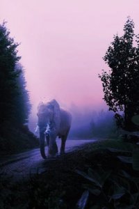 An elephant waking down a road against a pink and purple sky.