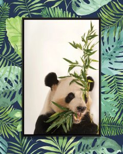 Environmental art of a giant panda eating bamboo from The Photo Ark by iCanvas artist Joel Sartore