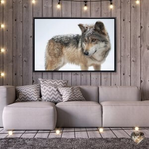 Framed photograph of a Mexican gray wold mounted above gray couch by iCanvas artist Joel Sartore