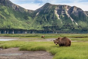 Grizzly Bears in a marsh with mountains in the background.
