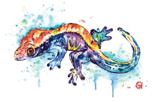 A watercolor filled gecko on a white background