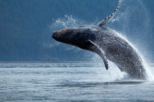 Breaching Humpback Whale, Alaska