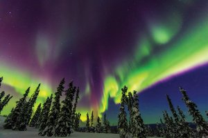 Northern lights in Alaska over snowy trees.