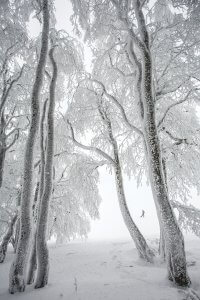 A snowy path through trees covered in white snow and ice.
