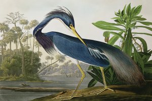 A blue heron with long yellow beak in a swmap.