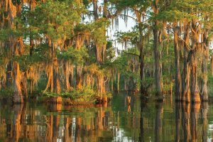 Photography of swamp at sunrise