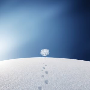 A single white tree against a dark blue sky with a pair of footprints in the snow leading to the tree.