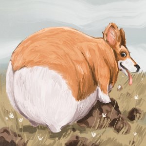 The backside of a chonky corgi dog that smiling in a field of white flowers.